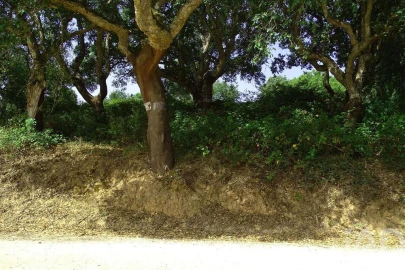 Terreno para Venda em A dos Negros