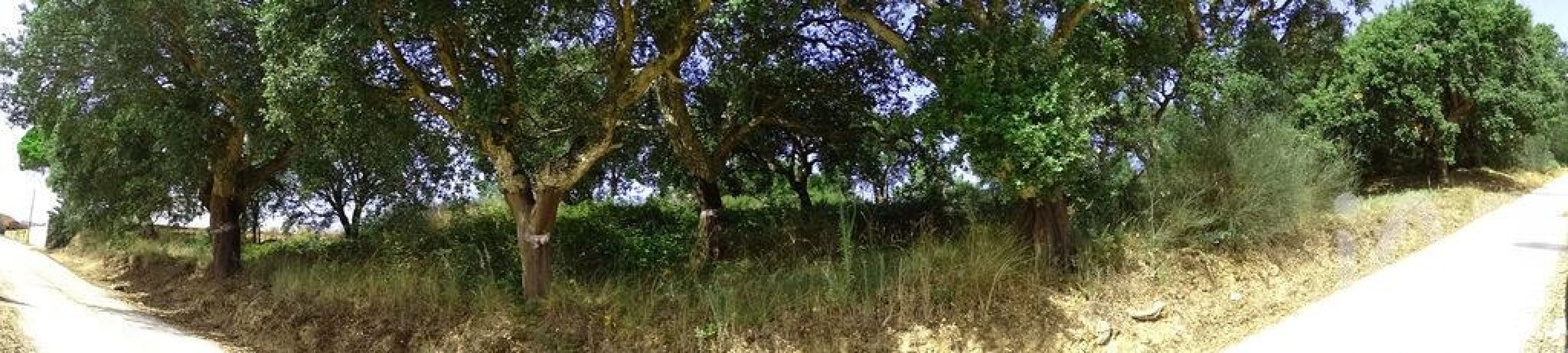 Terreno para Venda em A dos Negros Foto 5