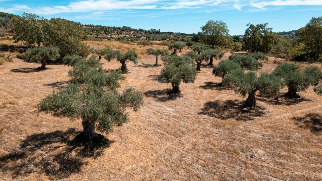 Terreno Agricola ou Rústico para Venda em Aranhas Foto 32