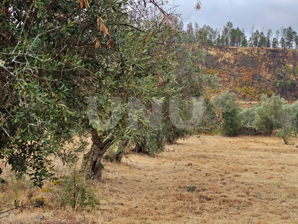 Terreno Agricola ou Rústico para Venda em São Vicente da Beira Foto 3