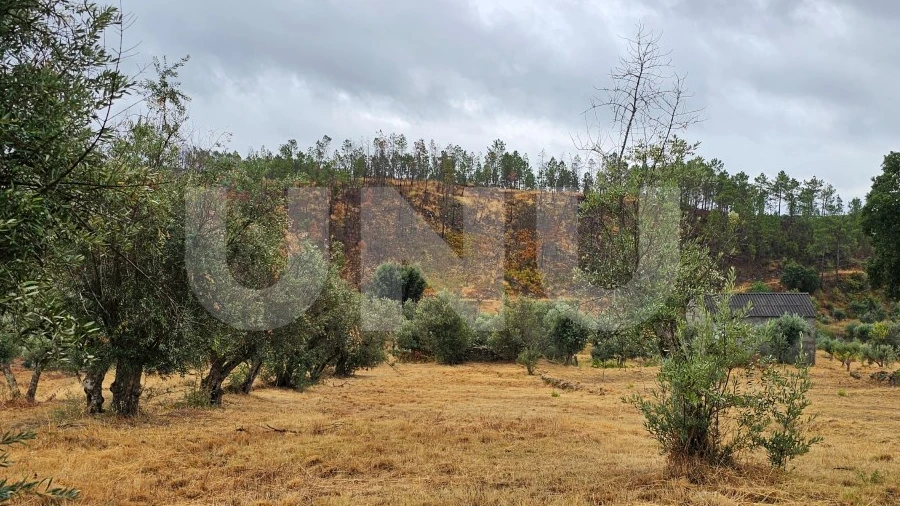 Terreno Agricola ou Rústico para Venda em São Vicente da Beira