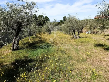 Terreno para Venda em Nossa Senhora da Conceição, São Pedro e São Dinis
