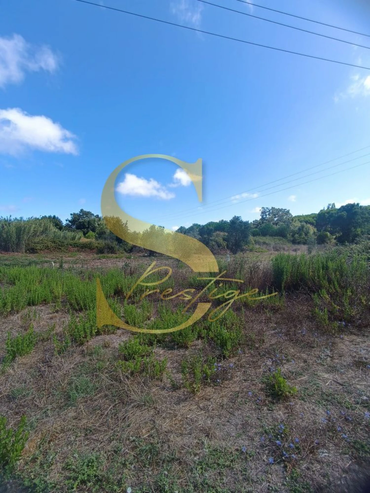 Terreno para Venda em Pataias e Martingança Foto 2