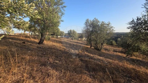 Terreno para Venda em Abrantes (São Vicente e São João) e Alferrarede