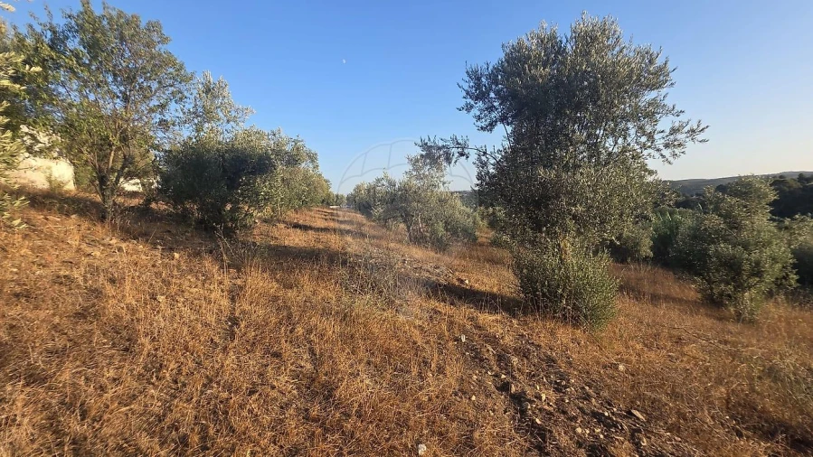 Terreno para Venda em Abrantes (São Vicente e São João) e Alferrarede Foto 7