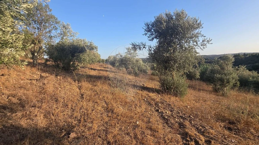 Terreno para Venda em Abrantes (São Vicente e São João) e Alferrarede Foto 9