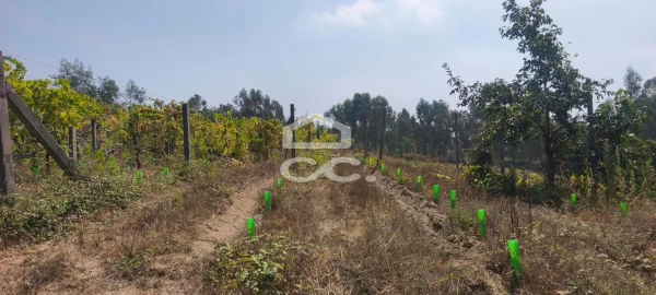 Quinta T4 para Venda em Caldas de Vizela (São Miguel e São João)