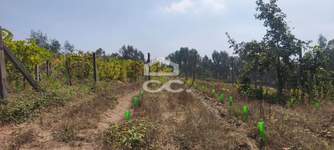 Quinta T4 para Venda em Caldas de Vizela (São Miguel e São João) Foto 44