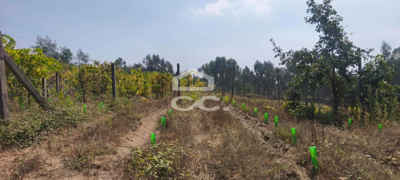 Quinta T4 para Venda em Caldas de Vizela (São Miguel e São João) Foto 44