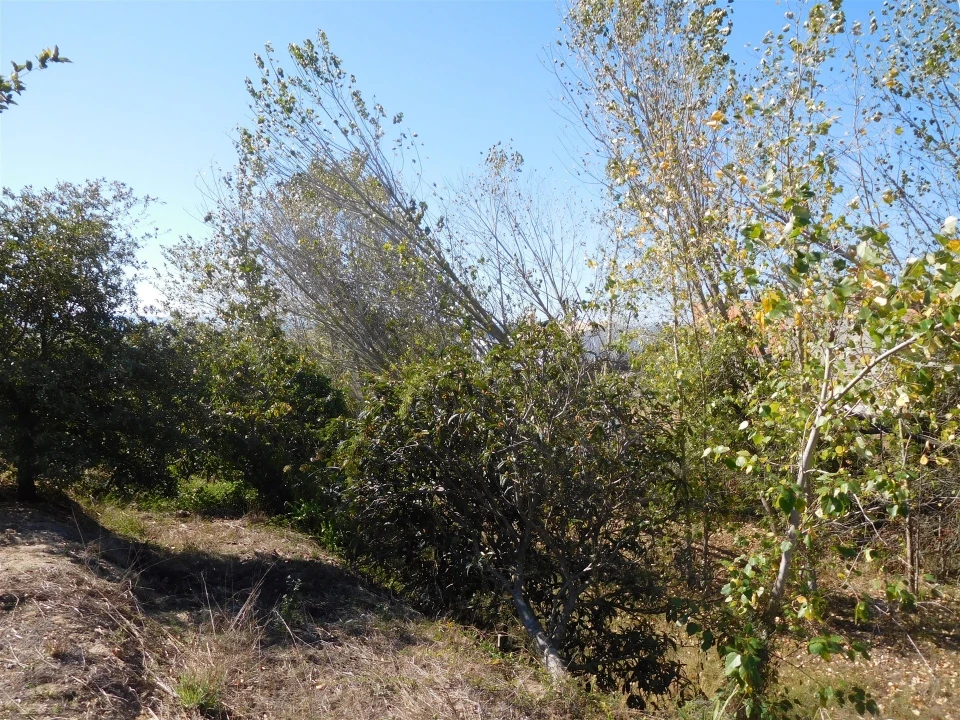 Terreno para Venda em Souto da Carpalhosa e Ortigosa Foto 6