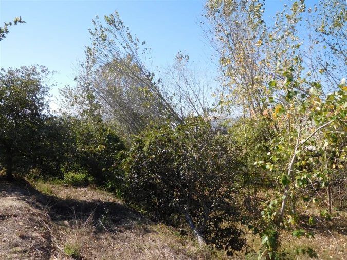 Terreno para Venda em Souto da Carpalhosa e Ortigosa Foto 6