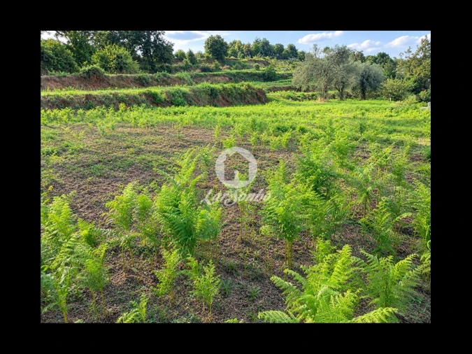 Terreno para Venda em Parada de Gatim Foto 4