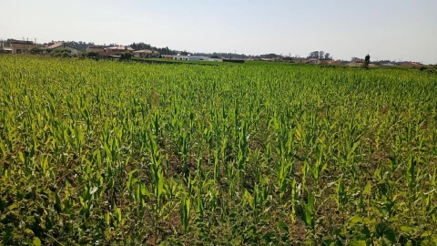Terreno Agricola ou Rústico para Venda em Valega