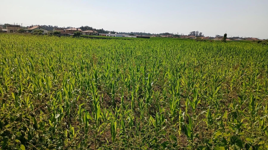 Terreno Agricola ou Rústico para Venda em Valega Foto 4