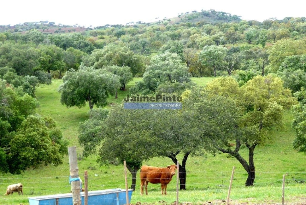 Terreno Misto para Venda em Amieira e Alqueva Foto 6