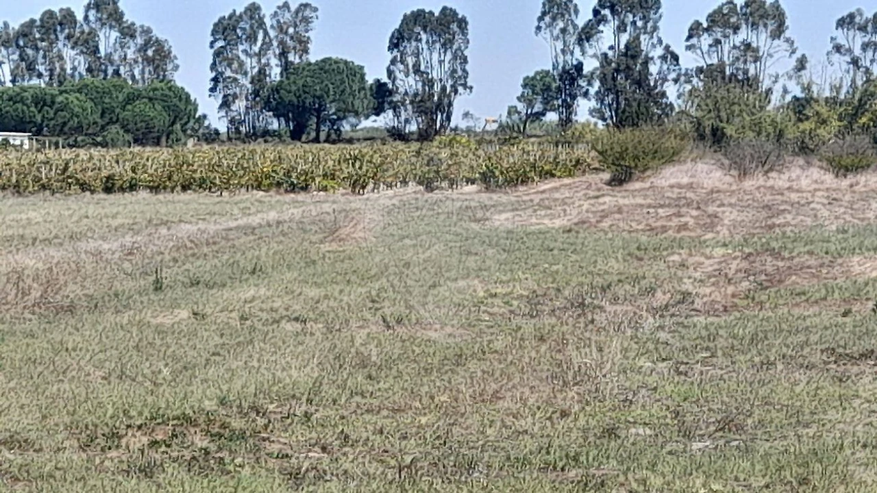Terreno para Venda em Almeirim Foto 2