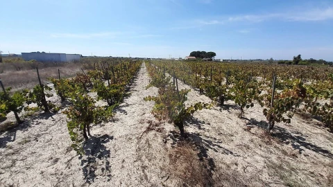 Terreno para Venda em Almeirim
