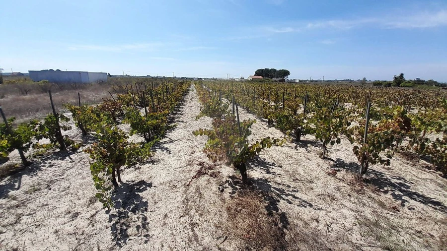 Terreno para Venda em Almeirim Foto 7