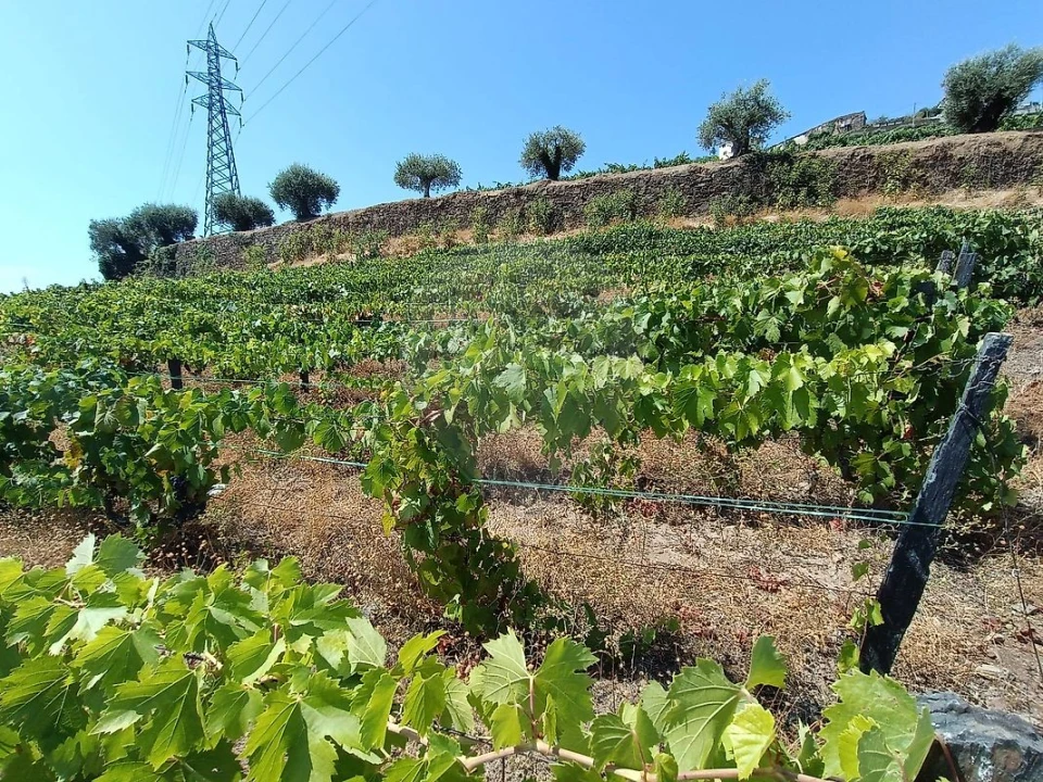 Terreno para Venda em Lobrigos (São Miguel e São João Baptista) e Sanhoane Foto 5