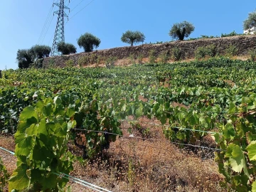 Terreno para Venda em Lobrigos (São Miguel e São João Baptista) e Sanhoane