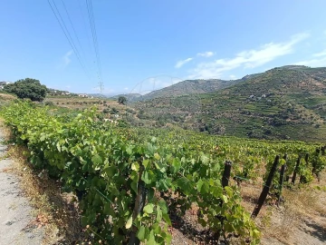 Terreno para Venda em Lobrigos (São Miguel e São João Baptista) e Sanhoane