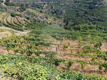 Terreno para Venda em Lobrigos (São Miguel e São João Baptista) e Sanhoane