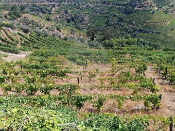 Terreno para Venda em Lobrigos (São Miguel e São João Baptista) e Sanhoane