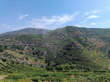 Terreno para Venda em Lobrigos (São Miguel e São João Baptista) e Sanhoane