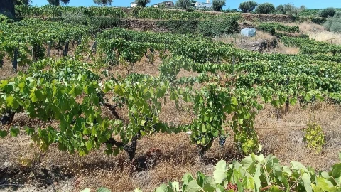 Terreno para Venda em Lobrigos (São Miguel e São João Baptista) e Sanhoane