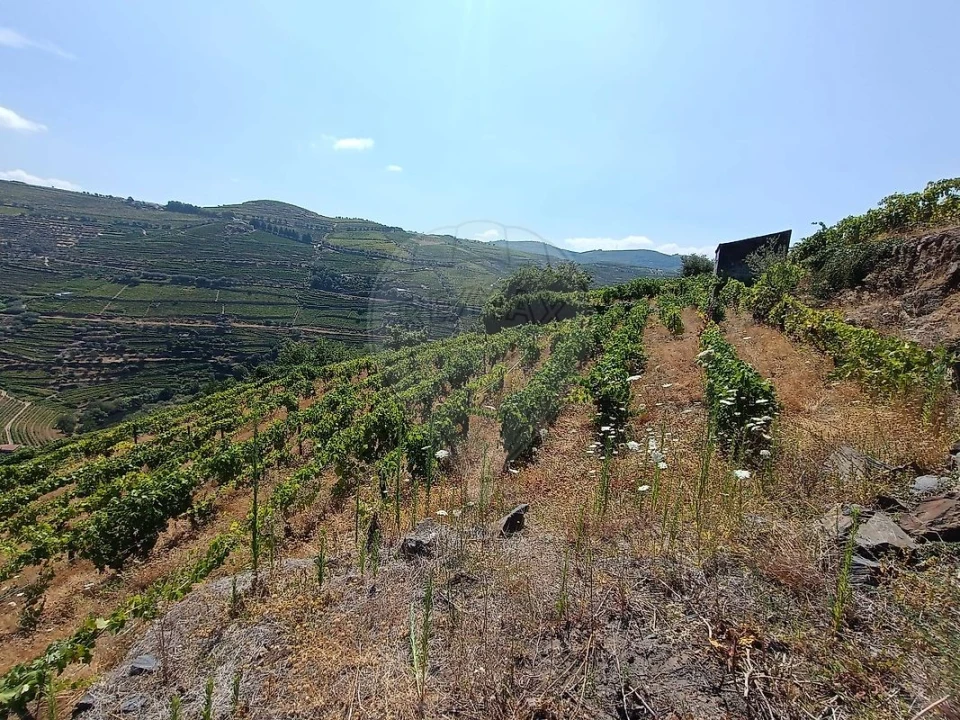 Terreno para Venda em Lobrigos (São Miguel e São João Baptista) e Sanhoane Foto 1
