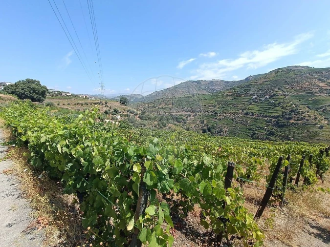 Terreno para Venda em Lobrigos (São Miguel e São João Baptista) e Sanhoane Foto 4