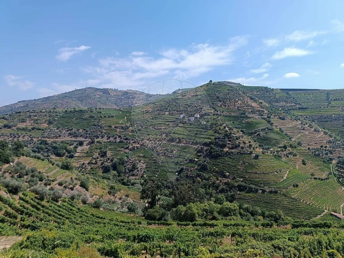 Terreno para Venda em Lobrigos (São Miguel e São João Baptista) e Sanhoane Foto 8