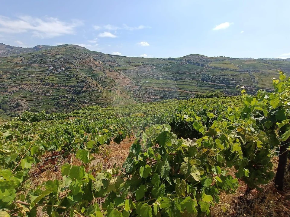 Terreno para Venda em Lobrigos (São Miguel e São João Baptista) e Sanhoane Foto 3