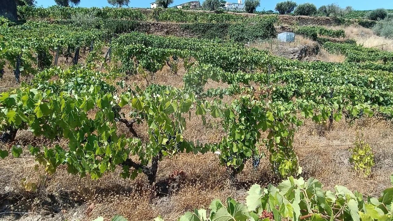 Terreno para Venda em Lobrigos (São Miguel e São João Baptista) e Sanhoane Foto 11