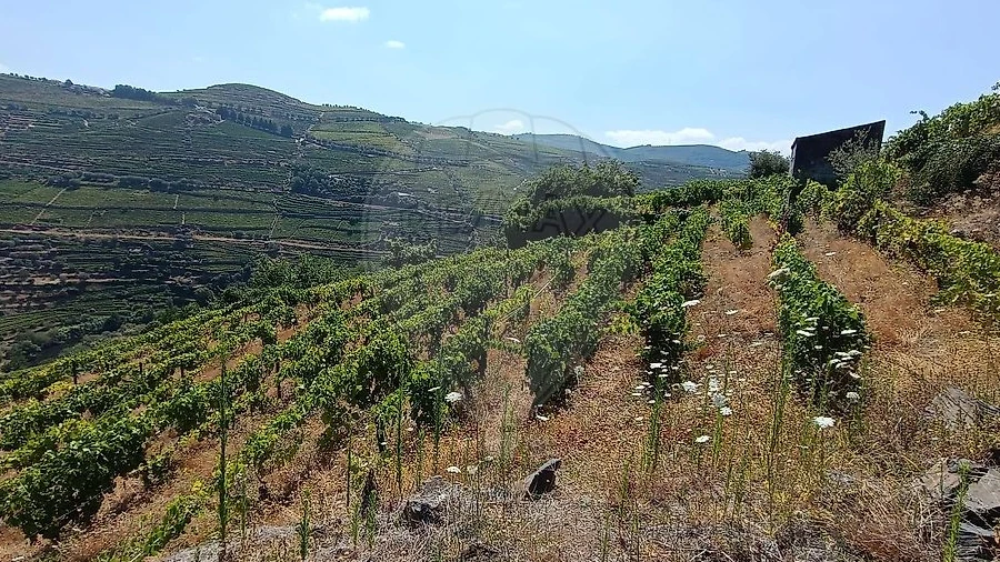 Terreno para Venda em Lobrigos (São Miguel e São João Baptista) e Sanhoane