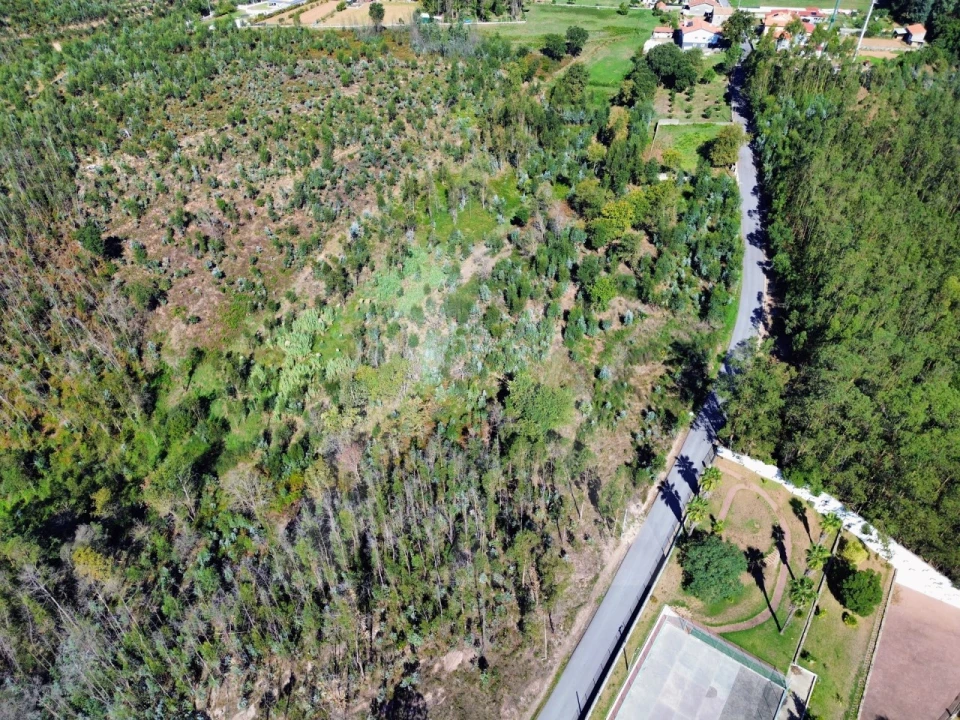 Terreno para Venda em Macinhata do Vouga Foto 6