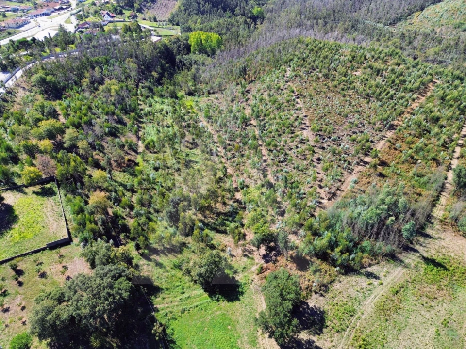 Terreno para Venda em Macinhata do Vouga Foto 3