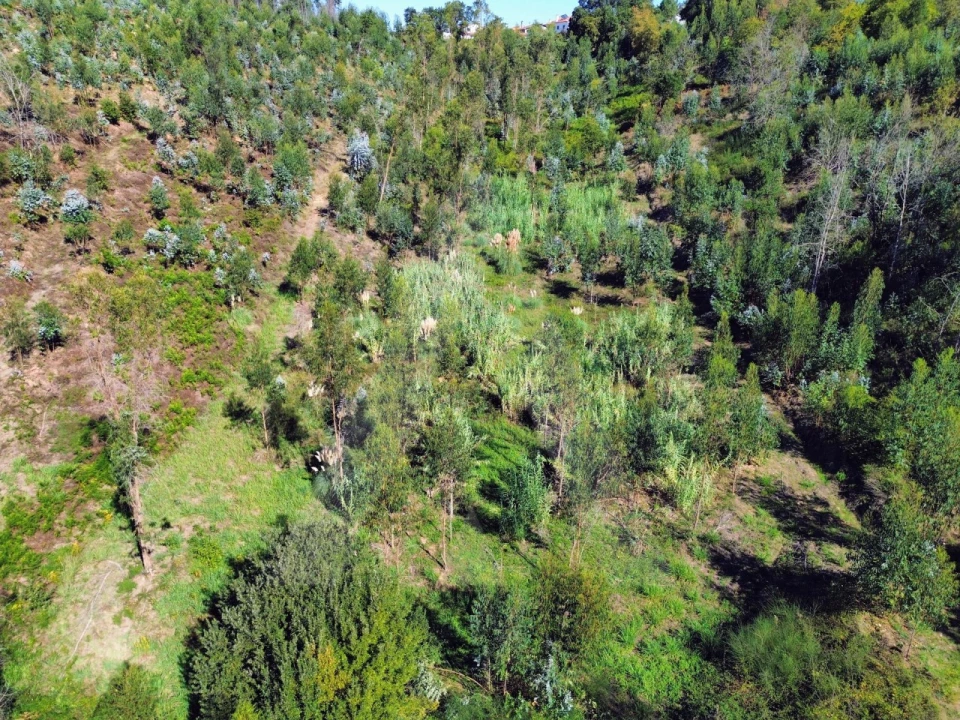 Terreno para Venda em Macinhata do Vouga Foto 9