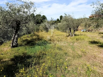 Terreno para Venda em Adoufe e Vilarinho de Samardã