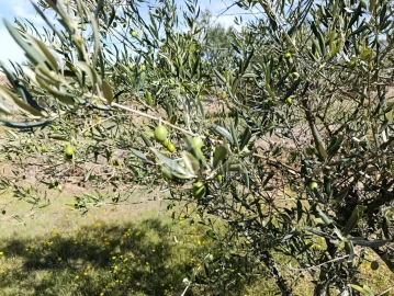 Terreno para Venda em Adoufe e Vilarinho de Samardã