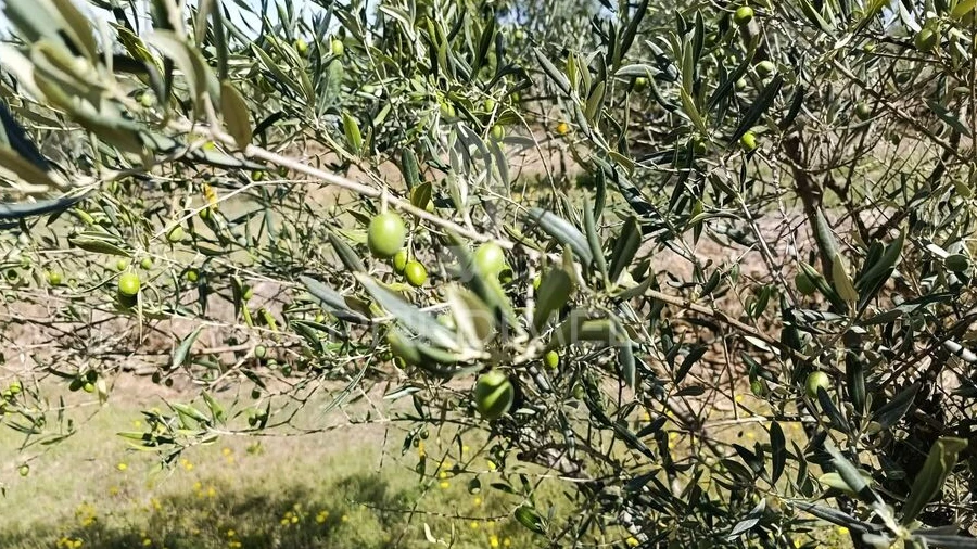 Terreno para Venda em Adoufe e Vilarinho de Samardã