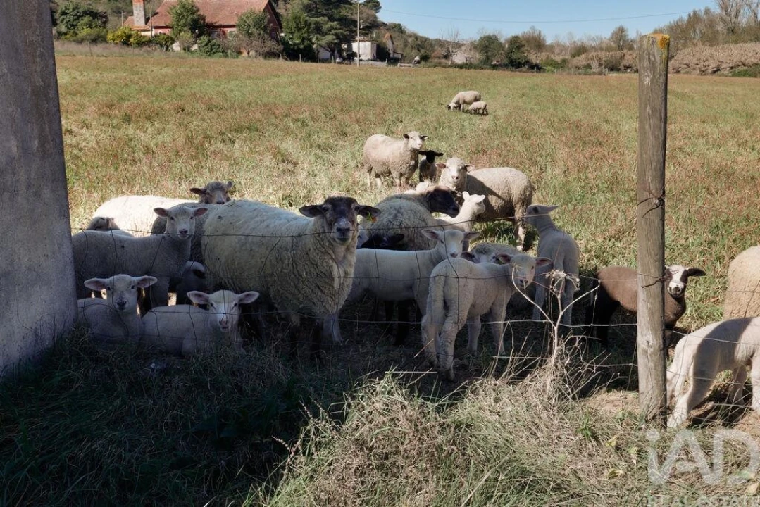 Quinta T4 para Venda em Torres Novas (São Pedro), Lapas e Ribeira Branca Foto 37