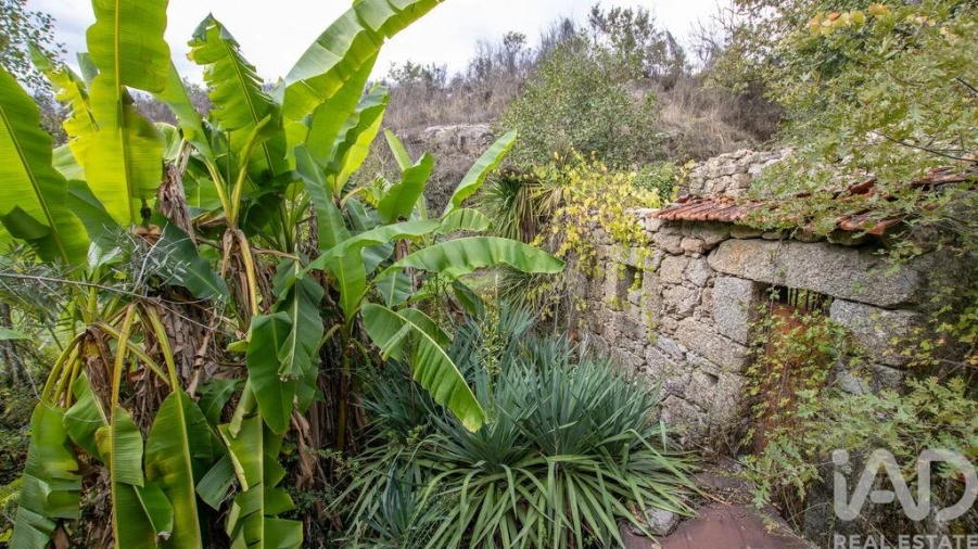 Quinta para Venda em Mangualde, Mesquitela e Cunha Alta Foto 29