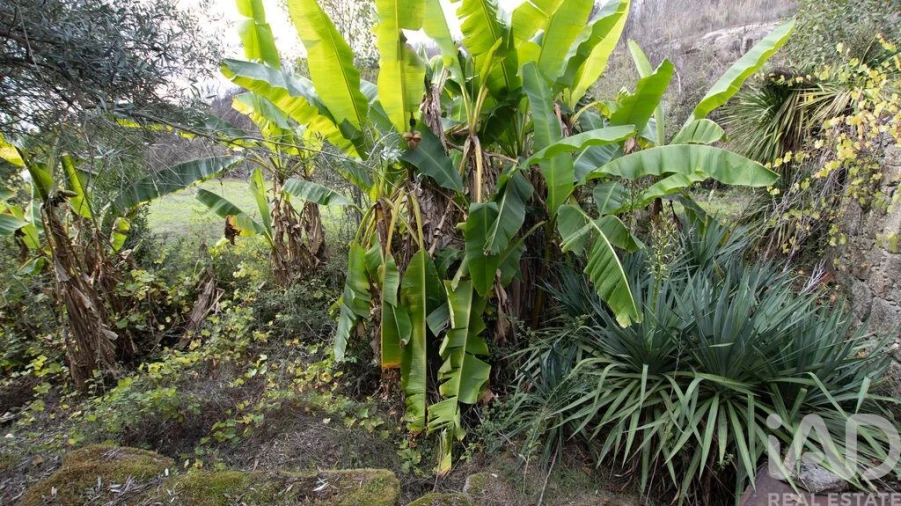 Quinta para Venda em Mangualde, Mesquitela e Cunha Alta Foto 39