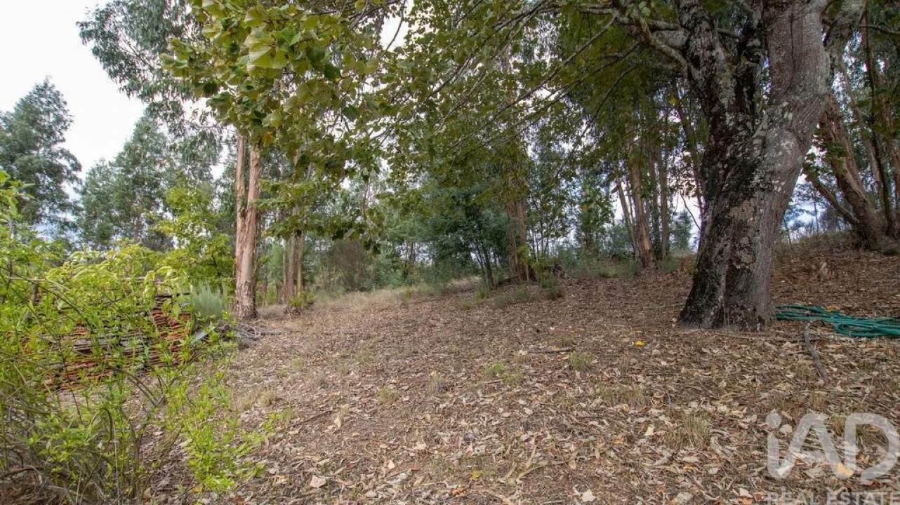 Quinta para Venda em Mangualde, Mesquitela e Cunha Alta Foto 25