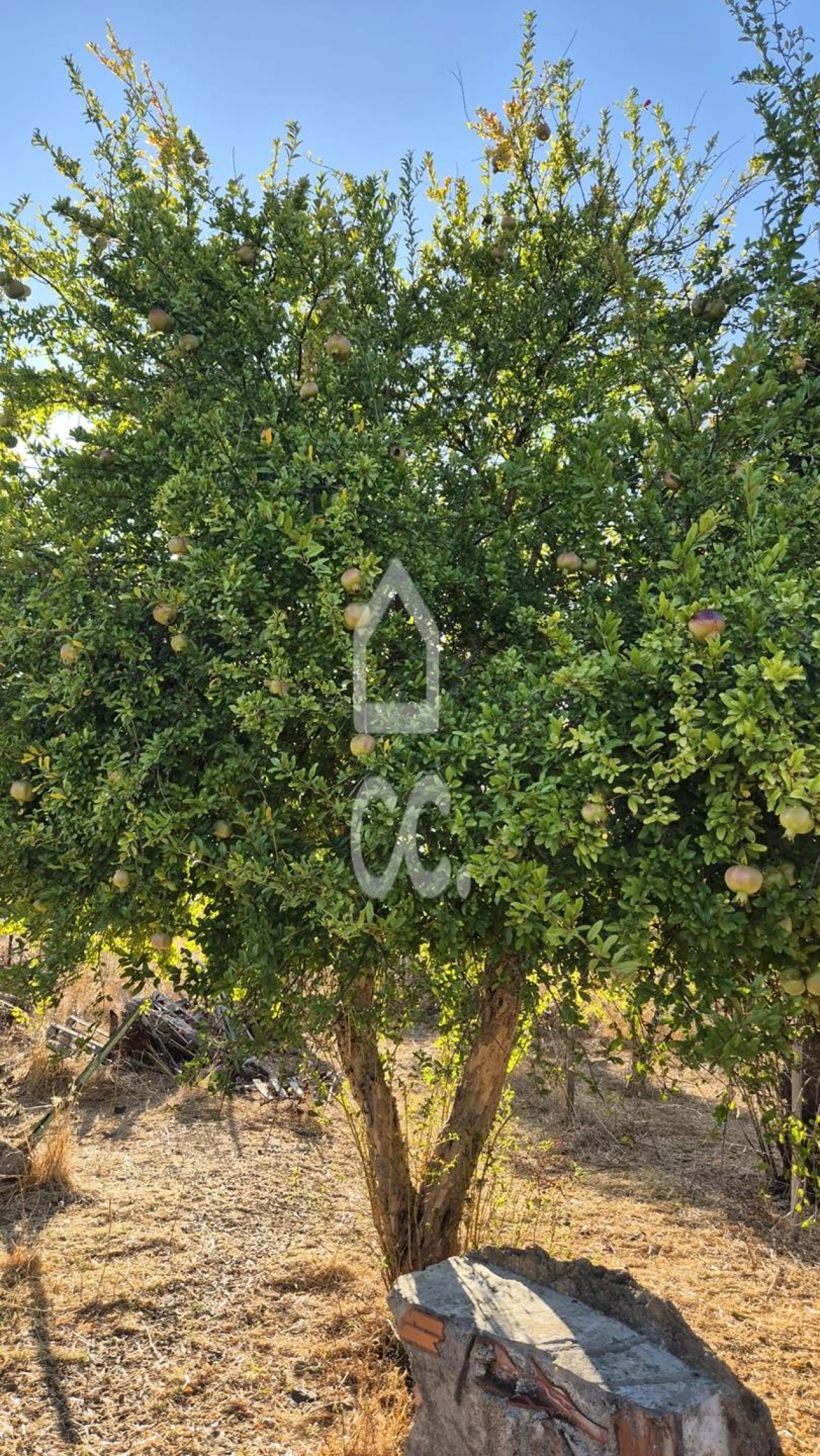 Quinta para Venda em Alter do Chão Foto 6