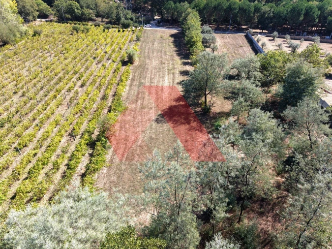 Terreno Agricola ou Rústico para Venda em Tabua Foto 3