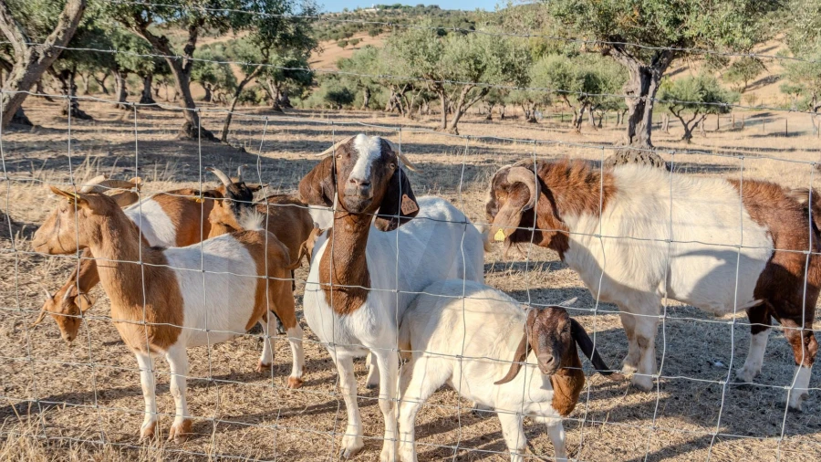 Quinta T3 para Venda em São Sebastião da Giesteira e Nossa Senhora da Boa Fé