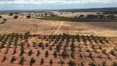 Quinta T2 para Venda em Montoito