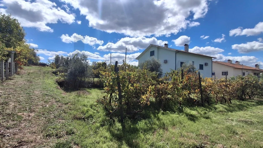Terreno para Venda em Lajeosa do Dão Foto 4